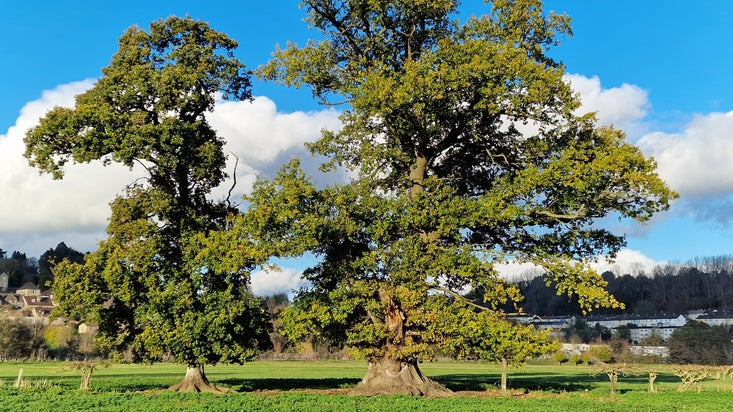 Two large oak trees side by side in a hedgerow at Bathampton Meadows, Bath